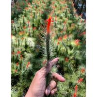 ราคา ฟังเกียน่า ทิลแลนเซีย (24707509304)