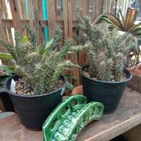 ราคา นวมนักมวย ฟอร์มกอ แคคตัส cactus กระบองเพชร ส่งทั้งกระถาง (9630502598)