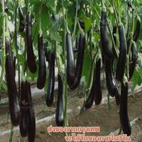 ราคา ของแท้ 100% 200 ชิ้น Eggplant Seeds เมล็ดพันธุ์ผัก3a เมล็ดพันธุ์ มะเขือเมล็ดพันธุ์ มะเขือยาวสีม่วง Seeds vegetable (11566592004)