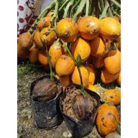 ราคา ต้นกล้าหมากพันธุ์ลูกโตเนื้อเยอะ (18510005087)