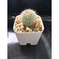 ราคา Mammillaria hahniana แมมฮาเนียน่า กระถาง 2" (4048136694)