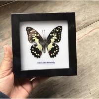 ราคา กรอบรูปผีเสื้อสต๊าฟ Lime Butterfly ผีเสื้อจริงสต๊าฟในกรอบไม้ติดผนัง ตกแต่งบ้าน (19157446514)