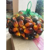 ราคา เมล็ดปาล์มสุก เม็ดปาล์มน้ำมัน เมล็ดพันธุ์พืช (6969558703)