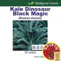 ราคา ไดโนเสาร์สีดำ Magic Seeds (20 Sds) ไดโนเสาร์คะน้าed เมล็ด seeds 1FBU (21831966898)