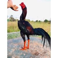 ราคา ไข่เชื้อสำหรับฟัก ก๋อยกัดไม่สนหัวแข้งลงหลัง ไก่ชน ไข่ไก่ชน (16631282330)