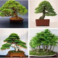 ราคา เมล็ดพันธุ์ ต้นสนญี่ปุ่น ต้นสน 50 เมล็ด Japanese Pine Seeds plants บอนไซ ต้นไม้ ต้นดอกไม้ ต้นไม้มงคล ต้นไม้ฟอกอากาศ (14006908021)