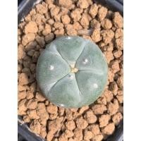 ราคา Lophophora fricii yatagai x ooibo ไม้เมล็ด (20744693038)