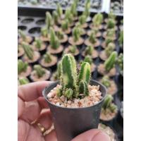 ราคา กระบองเพชร แคคตัส (Cactus) ปราสาทนางฟ้า คอนโดนางฟ้า (Cereus tetragonus) ด่าง ฟอร์มกอ (4131467934)