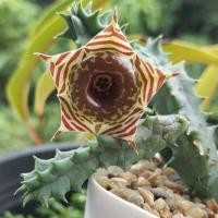 ราคา กระบองเพชร เก๋งจีน โดนัทเล็ก (955632427)