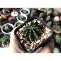 ราคา แคคตัส#ไม่อวบน้ำ#ฮาโวเทีย (5456085493)