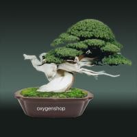 ราคา กระถางบอนไซ ต้นไม้ แคสตัส สไตล์ญี่ปุ่น (8550780325)