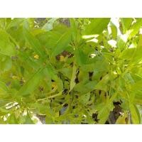 ราคา ต้นสมุนไพรอังกาบหนู ห่อใส่ถุงดำ ต้นละ 30 บาท (11685634078)