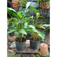 ราคา ว่านมหาเสน่ห์ ว่านดอกทอง ว่านรากราคะ ไม้มงคลเสริมดวงค้าขาย (12374458250)