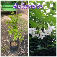 ราคา ต้นโมกพวง ต้นไม้มงคล ดอกไม้สีขาวกลิ่นหอมบริสุทธิ์ มองแล้วรู้สึกสบายตา (25061420934)