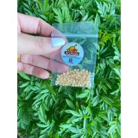 ราคา เมล็ดพริกส้มสั้น ซฮงละ29 บาท (22341874990)