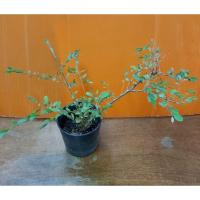 ราคา ต้นเกล็ดปลาหมอ ขนาดกระถาง 3 นิ้ว (8279691788)