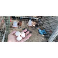 ราคา ไข่เชื้อไก่ดำ มองโกล สำหรับฟัก แพ็คละ 6ฟอง (2929245565)