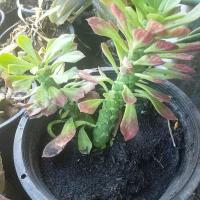 ราคา ต้นพญานาคราชด่าง(พร้อมกระถาง 8 นิ้ว) (23216122908)