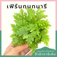ราคา เฟิร์นกนกนารี พร้อมกระถาง 3 นิ้ว (25262154502)