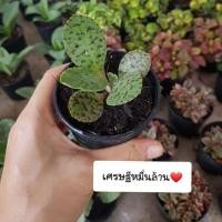 ราคา เศรษฐีหมื่นล้าน ขนาดกระถาง 3" สั่งขั้นต่ำ 2 ต้นขึ้นไป สามารถคละกับต้นอื่นได้นะคะ (6541075900)