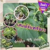 ราคา สินค้าขายดีเสน่ห์จันทร์ขาว ต้นไม้มงคลหัวแท้จากต้นแม่ 100 % มีกลิ่นหอม เสริมเสน่ห์ เมตตามหานิยม เสริมโชคลาภ (1 ต้น/แพ็ (15931506997)