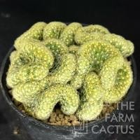 ราคา แมมนิ้วทอง คริส(M.elongata cristata) แมมนิ้วทอง กระบองเพชร แคคตัส (8767735726)