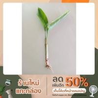 ราคา ต้นเบิร์ดพาราไดซ์ ขายเป็นต้นตัดใบ 5 ต้น (6395715004)