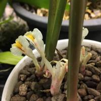 ราคา ว่านดอกทอง​ ว่านมหาเสน่ห์​ รากราคะ​ Elettariopsis wandokthong (5638773063)