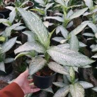 ราคา ต้นอุดมทรัพย์ ต้นไม้เสริมสิริมงคล ไม้ประดับ (24273520778)