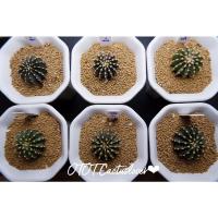 ราคา 13 พู LB2178 แท้ ไม้เมล็ด Cactus ยิมโน LB2178 13พู คัดฟอร์ม~~3c.m.(เลือกได้/ส่งทั้งกระถาง) (10708858027)
