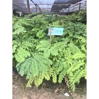 ราคา ชิงชันสูง 30-40ซม. ไม้มงคลหายาก (11561335305)