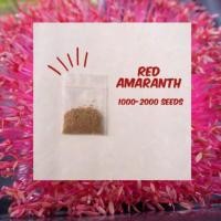 ราคา เมล็ดผักโขมแดง Red Amaranth ไมโครกรีน 1000 เมล็ด (7317704575)