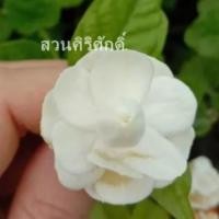 ราคา มะลิบัว หรือ มะลิฉัตรดอกบัวมะลิโบราณ หายาก ส่งกลิ่นหอมแรง 1 ต้น (9112186213)