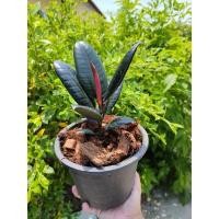 ราคา ต้นยางอินเดียดำ ฟอร์มสวย (8489104690)