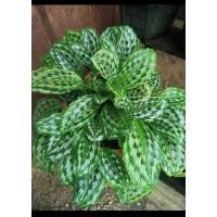 ราคา ว่านโบราณ ว่านพญานางคุ้มเบบี้ ว่านพญาไก่แดง ไม้มงคล (24460442038)