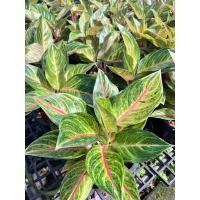 ราคา ต้นกวักเงินกวักทอง ไม้มงคลเรียก เงิน ทอง (23161930530)