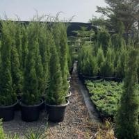 ราคา สนฉัตร,สนมังกร ต้นใหญ่ จัดส่งทุกวันเสาร์ อาทิตย์ (24674567111)