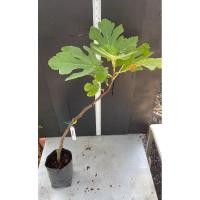 ราคา มะเดื่อฝรั่ง Fig พันธุ์ Verdal ต้นใหญ่ (25916294584)