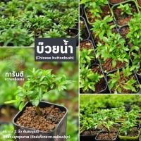 ราคา ต้นไม้ บอนไซ บ๊วยน้ำ Chinese buttonbush บอนไซจิ๋ว กระถางพลาสติก2นิ้ว (4695544118)