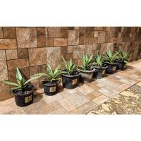 ราคา อากาเว่ปากนกแก้ว (Agave attennuata) * ได้ต้นจริงตามภาพครับ * (11769065065)