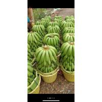 ราคา หน่อกล้วยหอมทองปทุมแท้ 10หน่อ (24466888263)