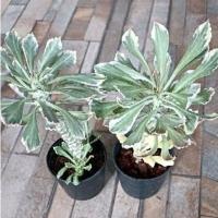 ราคา พญานาคราชด่างขาวชมพู ไม้มงคลเสริมบารมี (21564975169)