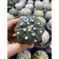ราคา กระบองเพชร แคคตัส แอสโตรไฟตัม นูดัม สตาร์เชป (cactus astrophytum nudum star shape) (23550512044)