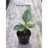 ราคา ต้นโชคเก้าชั้น ในกระถาง 3” (11486188651)