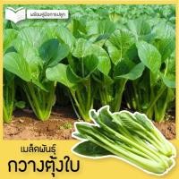 ราคา เมล็ดพันธุ์กวางตุ้งใบ บรรจุ 200 เมล็ด เมล็ดผักอินทรีย์ ผักกวางตุ้ง กวางตุ้งใบ ผักกาดเขียวกวางตุ้ง เมล็ดผักอินทรีย์ (13404616888)