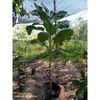 ราคา ส้มโอทับทิมสยามเสียบยอดต้นดี2ต้น (22656624007)