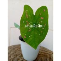 ราคา บอนสี สาวน้อยประแป้ง #caladium #สาวน้อยประแป้ง #บอนสี #ไม้ประดับ (3964216892)