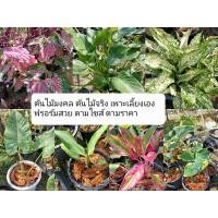 ราคา ต้นไม้มงคล ฮกหลง ถุงเงินถุงทอง ต้นนางกวัก (19661208558)