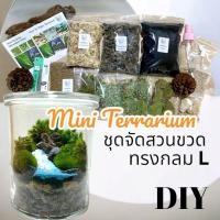 ราคา ชุดจัดสวนขวด สวนขวด Terrarium ขวดแก้วกลมใหญ่ไซค์ L (23871774614)