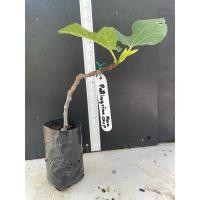 ราคา มะเดื่อฝรั่ง Fig พันธุ์ Pallingrino Mancorp (27851030854)